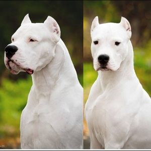 Meet your Posher, Jesse